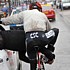 Frank Schleck during stage 2 of Paris-Nice 2008